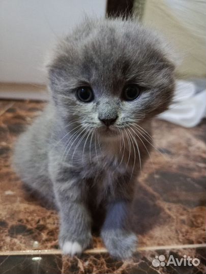 Британские котята