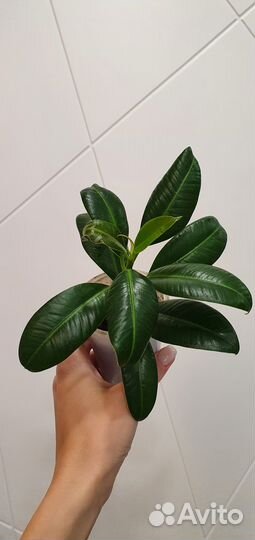 Фикус Мелани