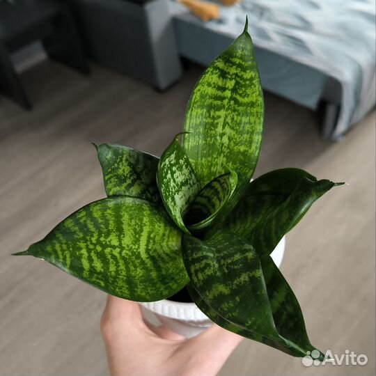 Сансевиерия Ханни