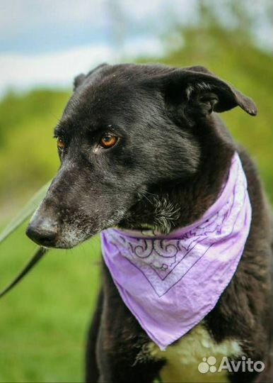 Ласковая Багира из приюта ждет семью