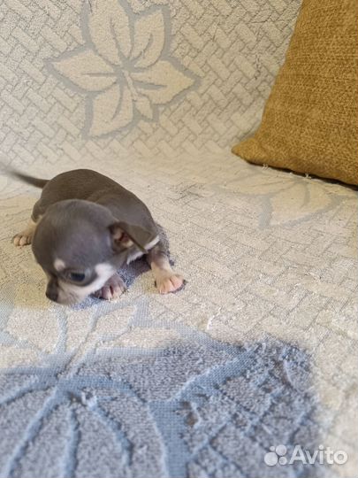 Щенки чихуахуа мини гладкошерстные