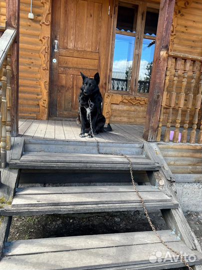 Собака в добрые руки девочка