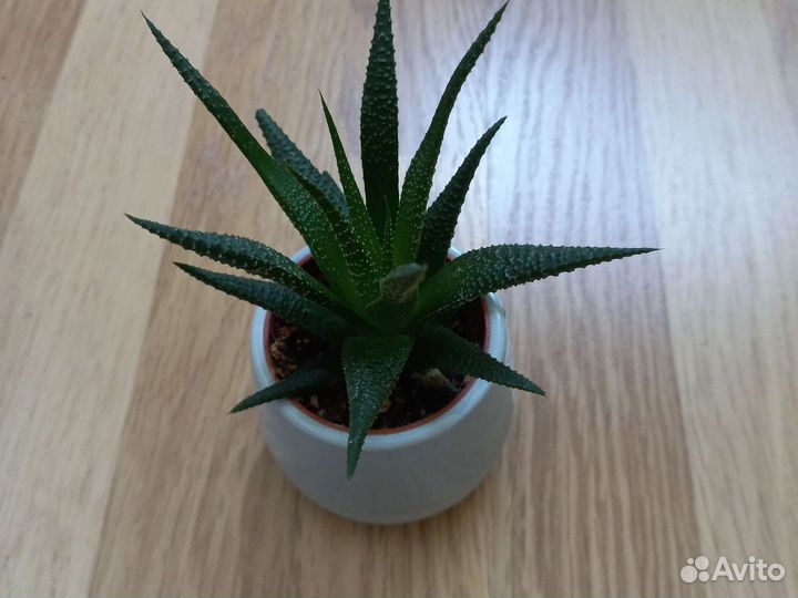 Хамедрея элеганс Хавортия сокуленты Новая