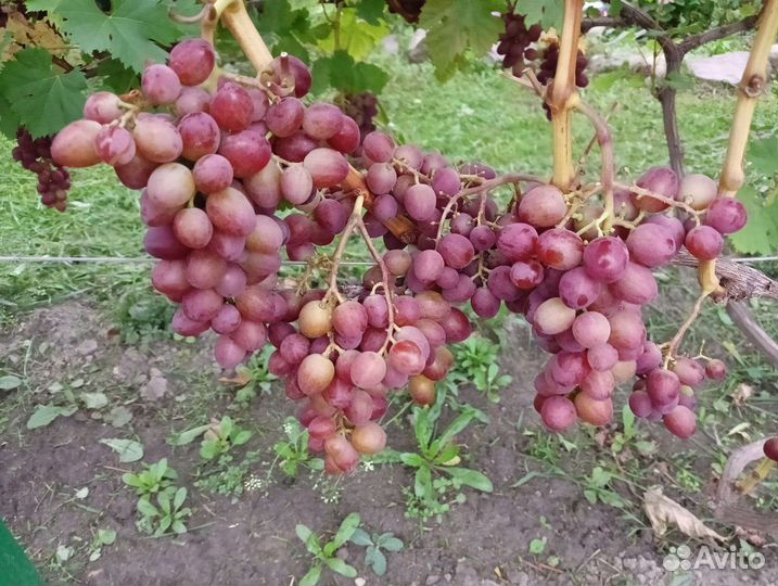 Саженцы винограда под заказ