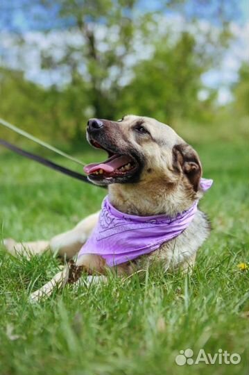 Собака ищет дом