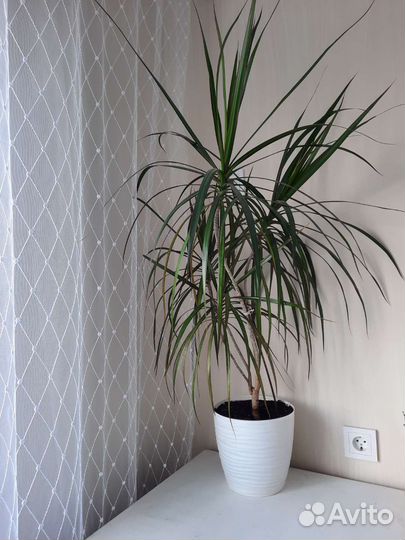 Пальма драцена