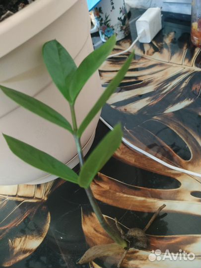 Замиокулькас, и денежные дерево