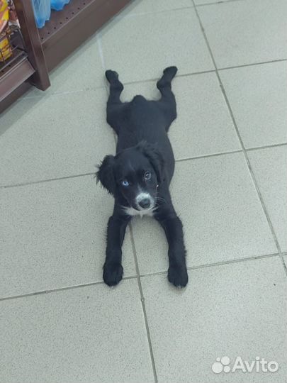 Русский спаниель