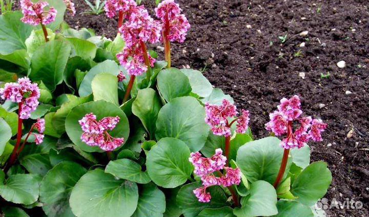 Камнеломка тенистая вариегатная, аюга, бадан