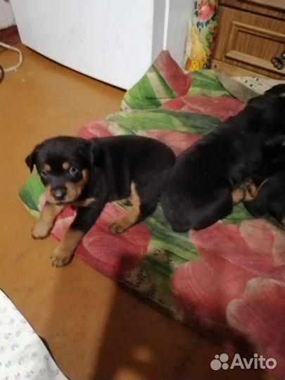 Собаки щенки ротвейлер