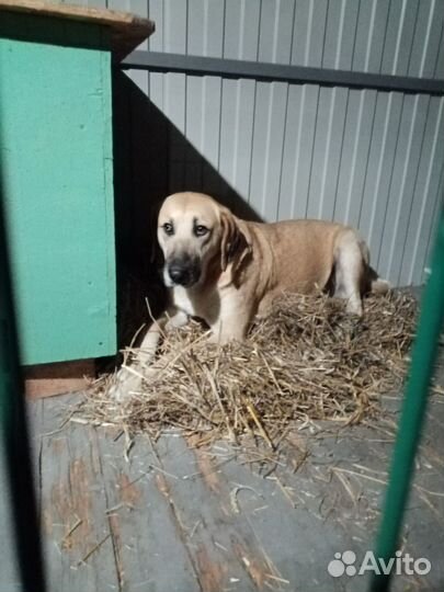 Собака на охрану