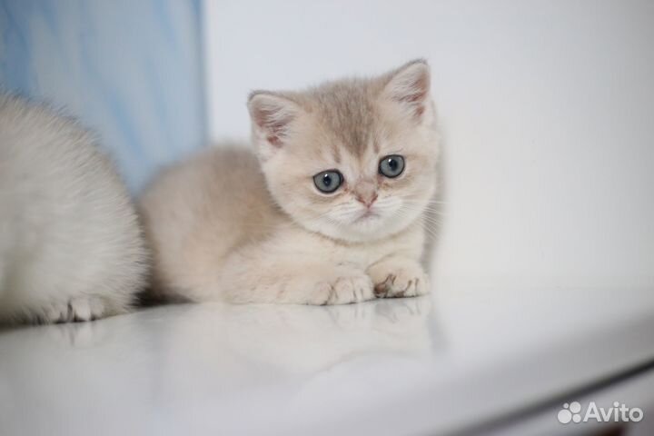 Британская шиншилла голубое золото