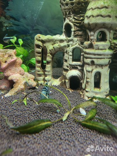 Сапфировый попугай