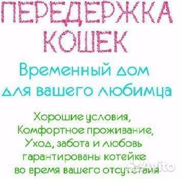 Передержка кошек