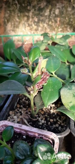 Нематантус,цветы рыбки, Эсхинантус