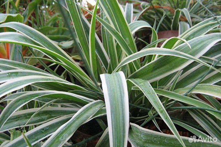 Циперус Фараон, хлорофитум, традесканция