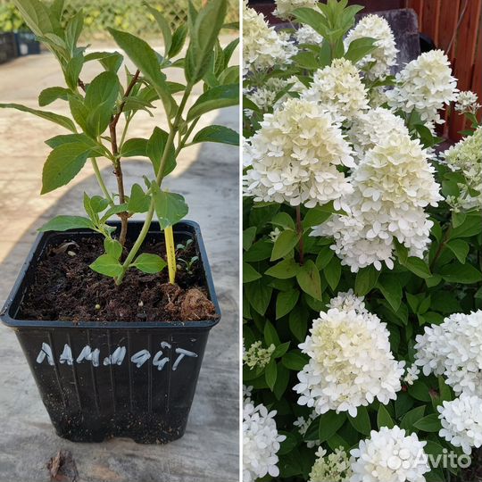 Гортензия Лайм Лайт