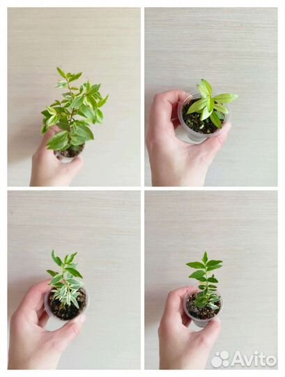 Мирты и семейство миртовых