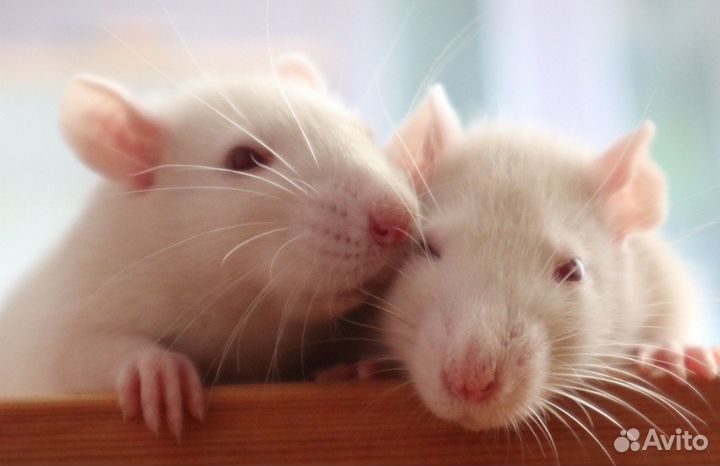 Джунгарские и сирийские хомячки и крыски