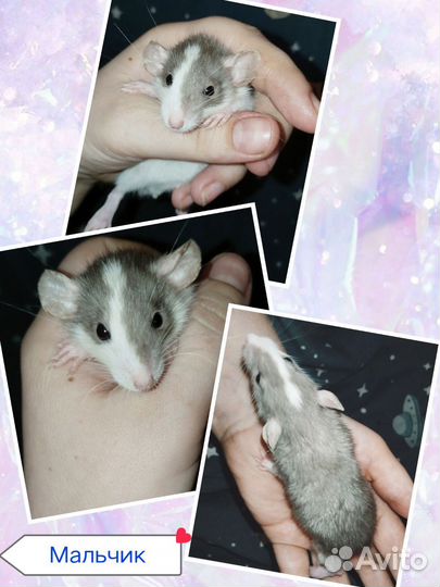 Декоративная крыса Дамбо и стандарт