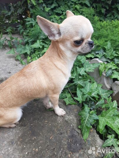 Чихуахуа девочка