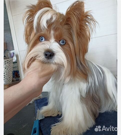 Йоркширский терьер мини щенки