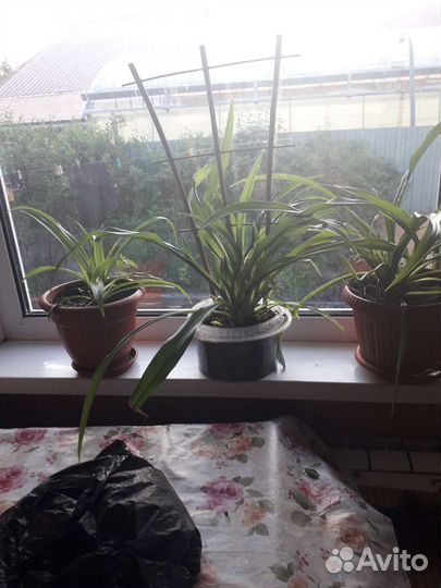 Хлорофитум