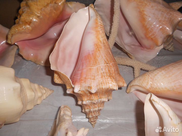 Морские раковины разные