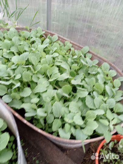 Продам рассаду капусиы