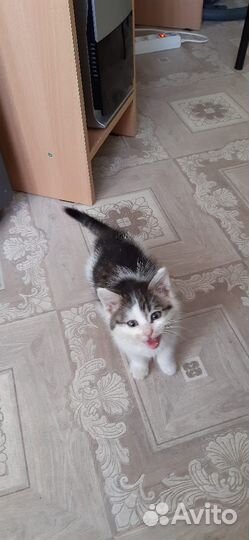 Котенок мальчик бесплатно