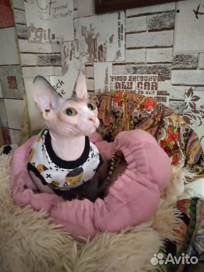 Кошка бесплатно