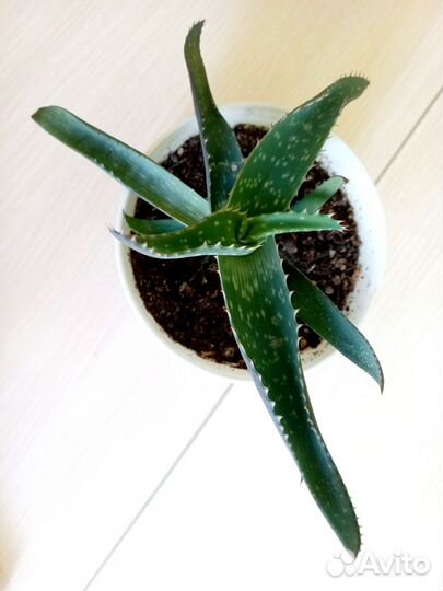 Алоэ широколистный