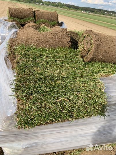 Рулонный газон от производителя