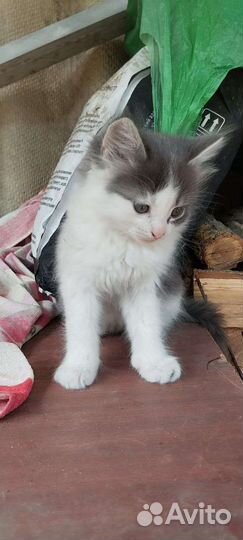 Кошка в дар бесплатно