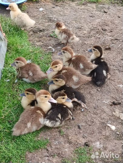 Утка с утятами