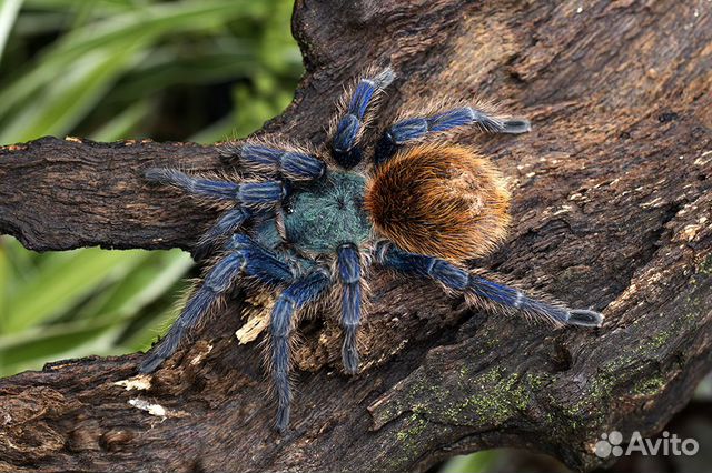 Пауки птицееды разных видов