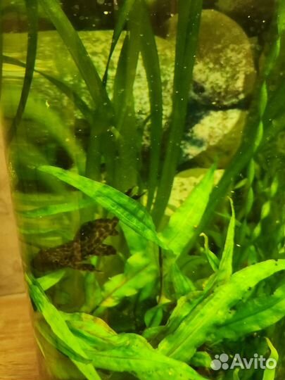 Аквариумные рыбки