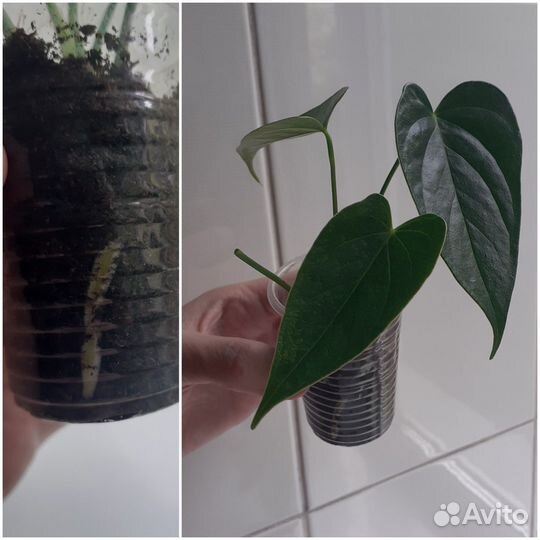 Комнатные растения