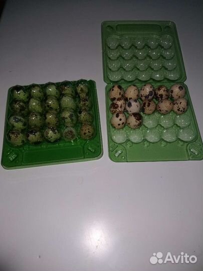 Ячейки для перепелиных яиц