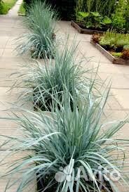 Колосняк песчаный, Элимус