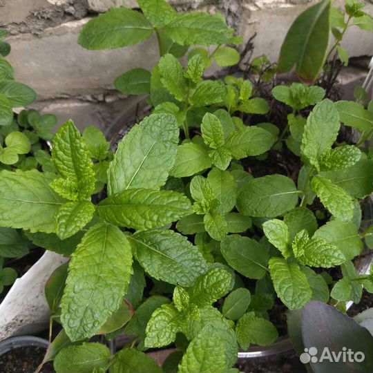 Рассада садовых мят и других пряностей