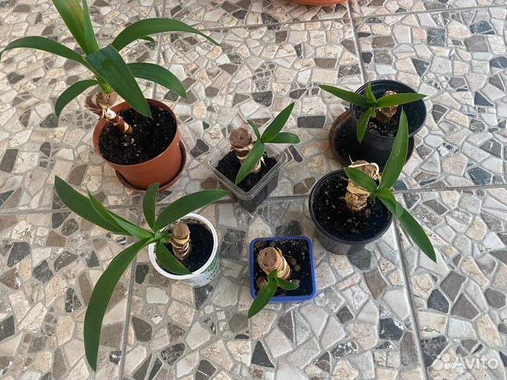 Комнатные растения цветы