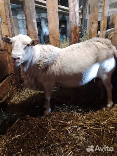 Бараны дорпер, катумские