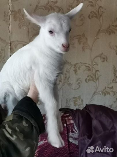 Продам дойную козу