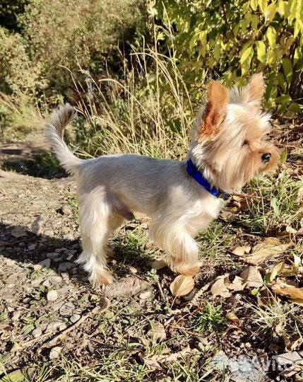 Вязка Йоркширский терьер мини