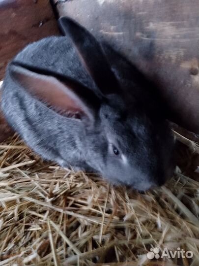 Кролики мясных пород