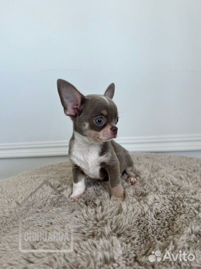 Чихуахуа мини мальчик