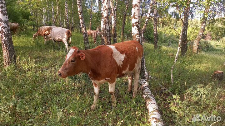 Телки стельные