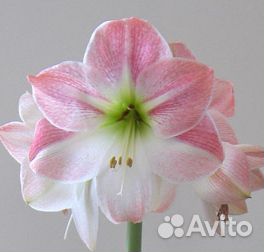 Гиппеаструм