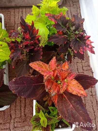 Колеусы красавчики